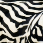 Bonfire zebra zwart/wit